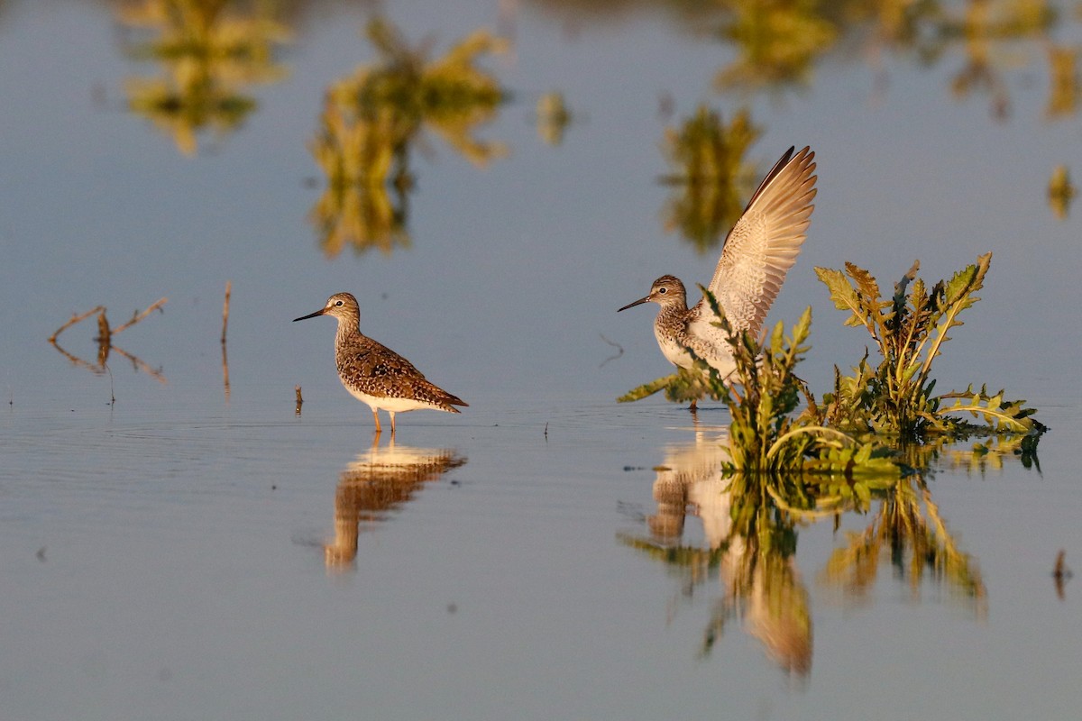 Greater Yellowlegs - ML338389221