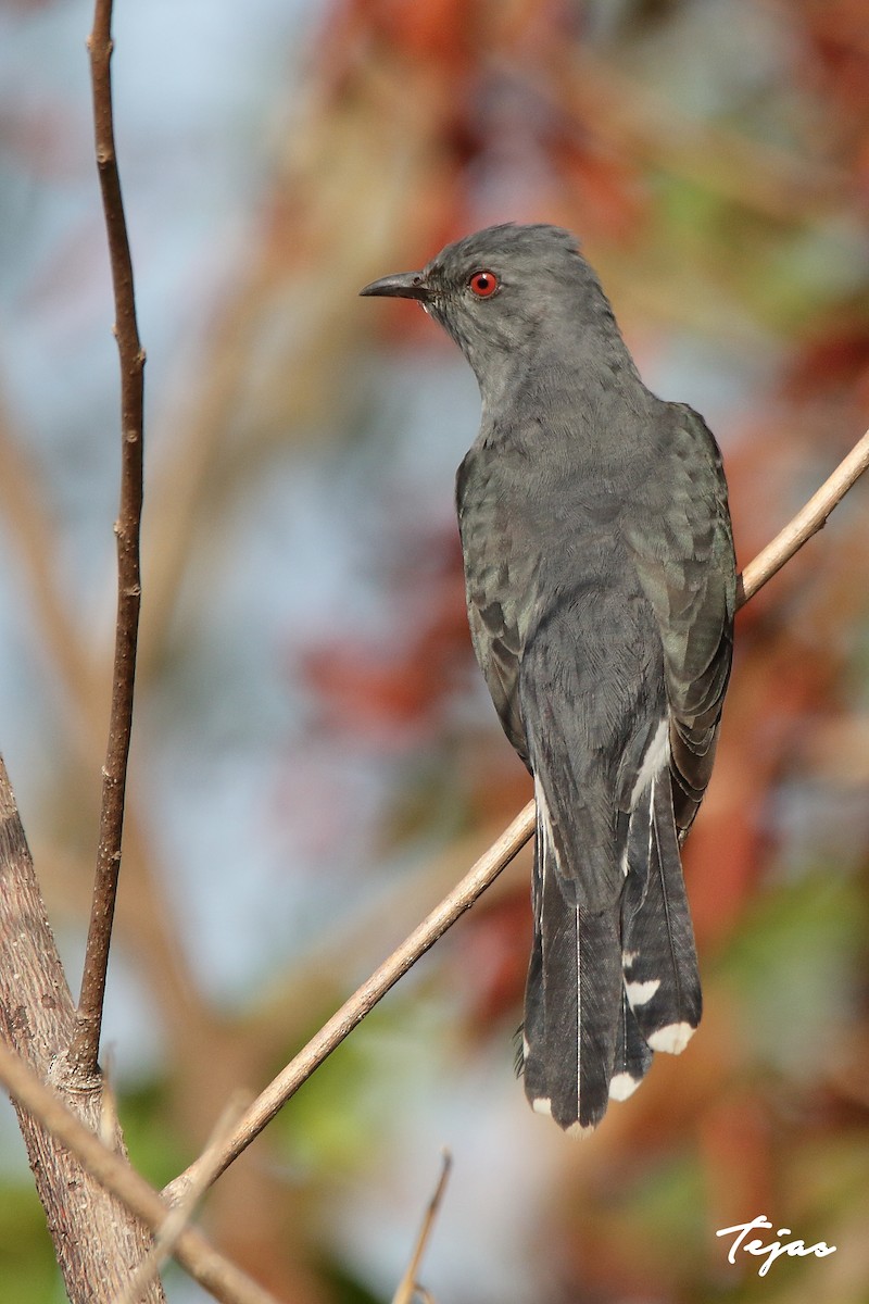 Gray-bellied Cuckoo - tejas k rao