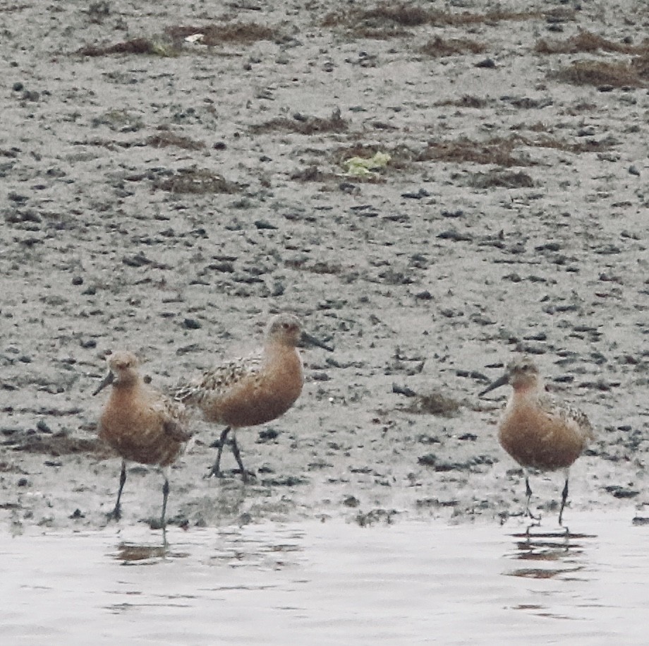 Red Knot - ML338390131