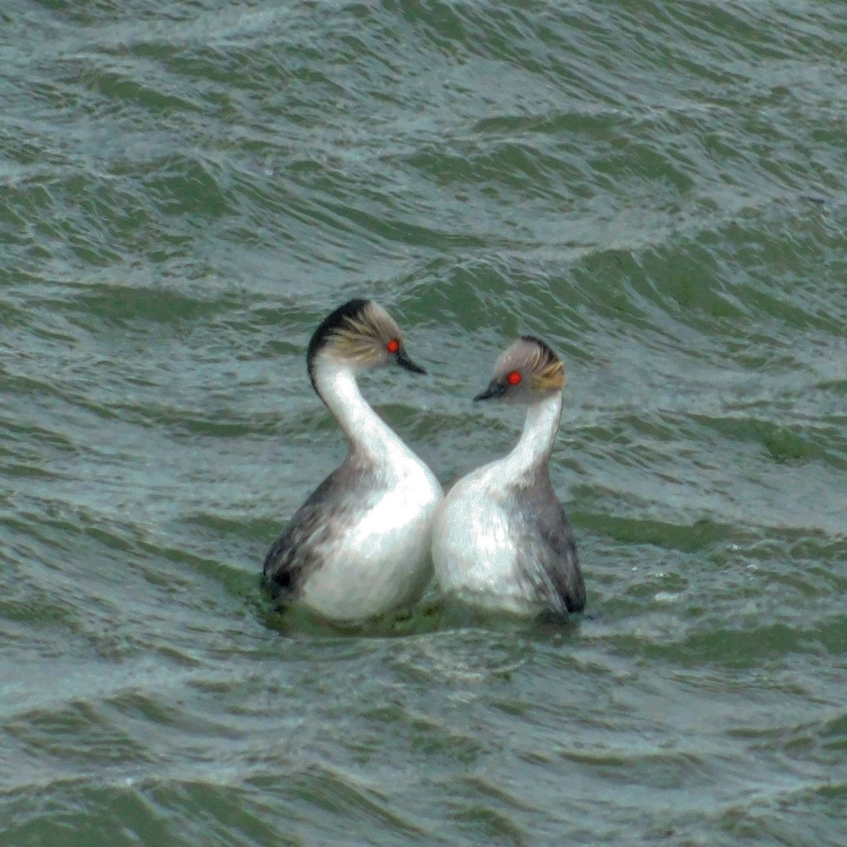 Silvery Grebe - Sergio Eduardo Villagra