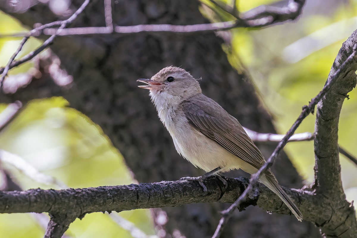 Warbling Vireo - ML338392131