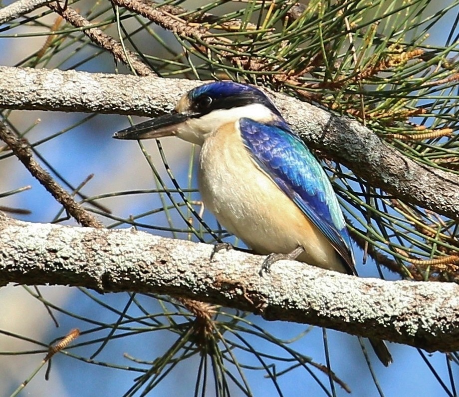 Forest Kingfisher - ML338392201