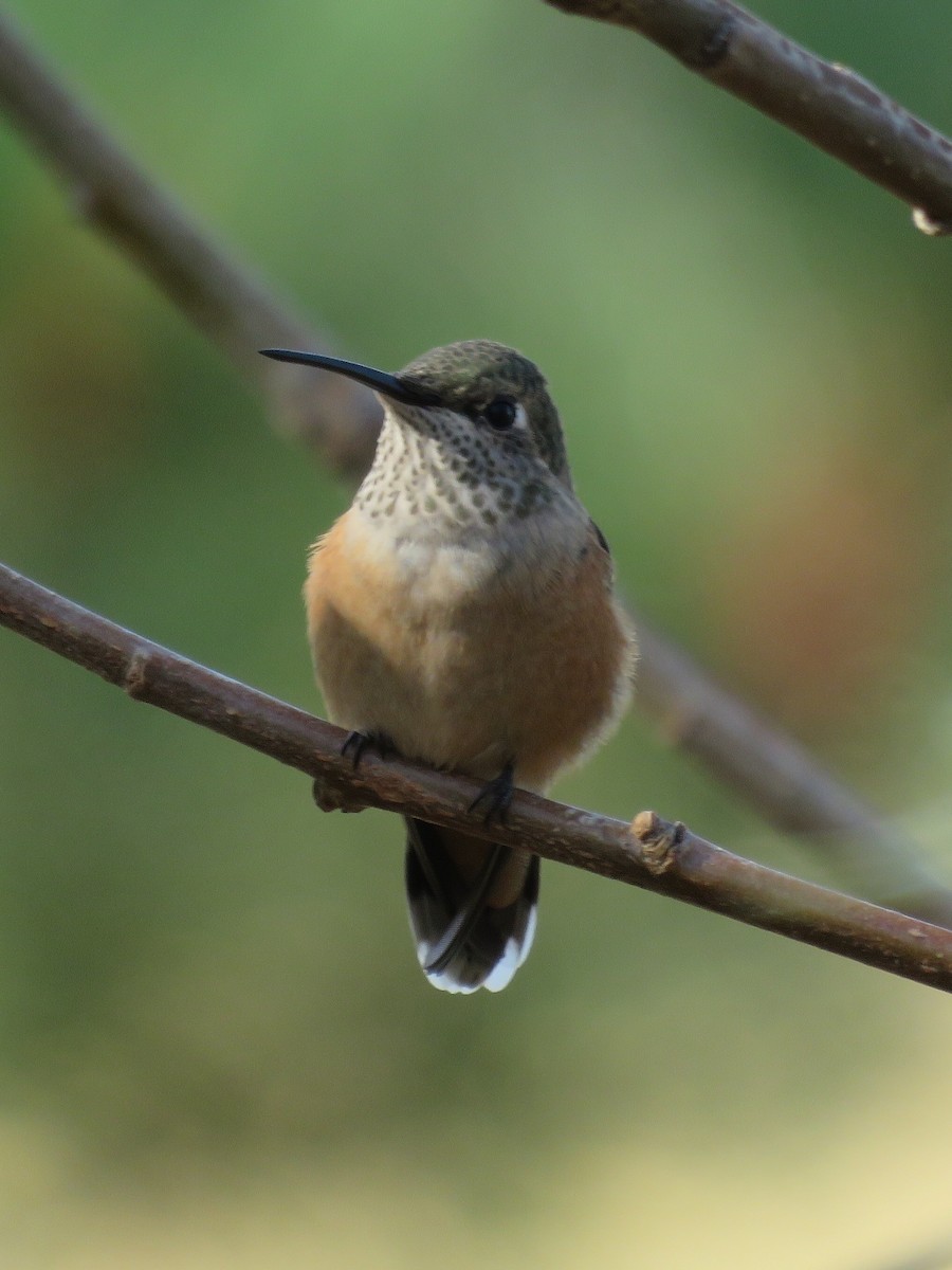 Broad-tailed Hummingbird - Nick Komar