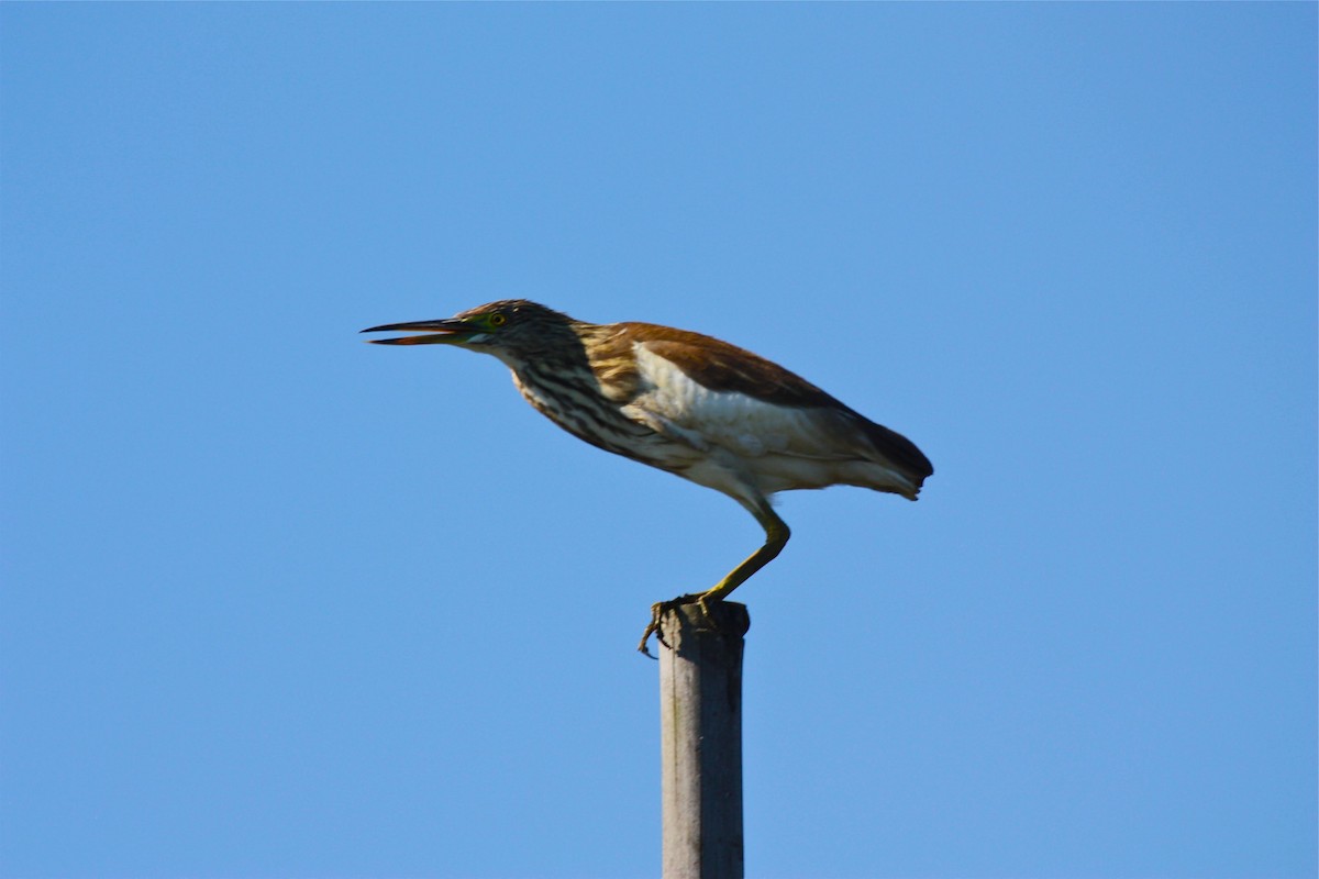 Chinese Pond-Heron - ML338393021