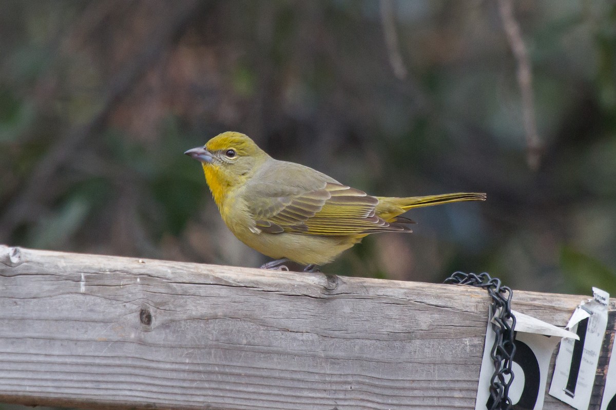 Hepatic Tanager - Griffin O'Sullivan
