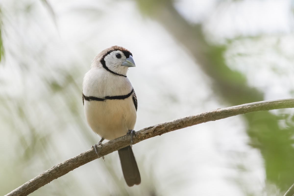 Double-barred Finch - ML338395021