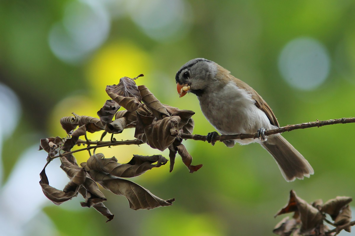 Gray-headed Parrotbill - ML338395151