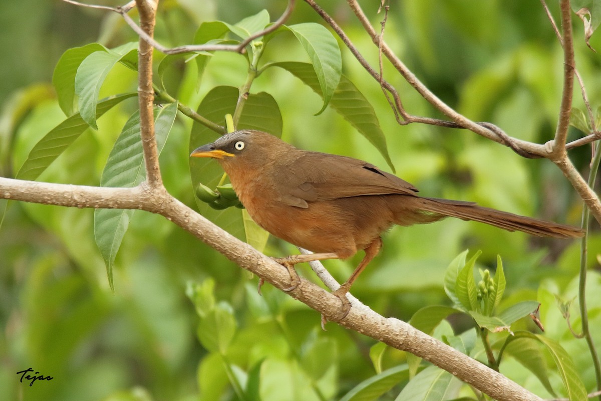 Rufous Babbler - ML338395771