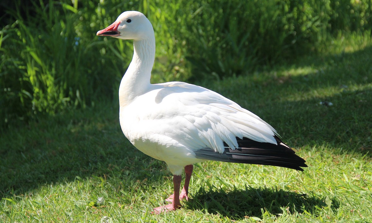 Цасны галуу - ML338396391