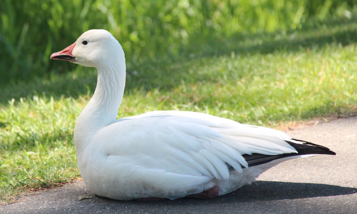 Цасны галуу - ML338396481