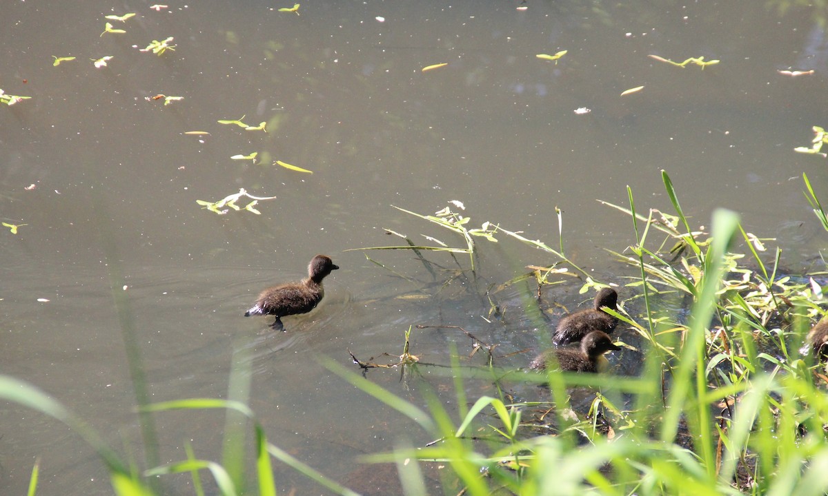 Зэрлэг нугас - ML338396691