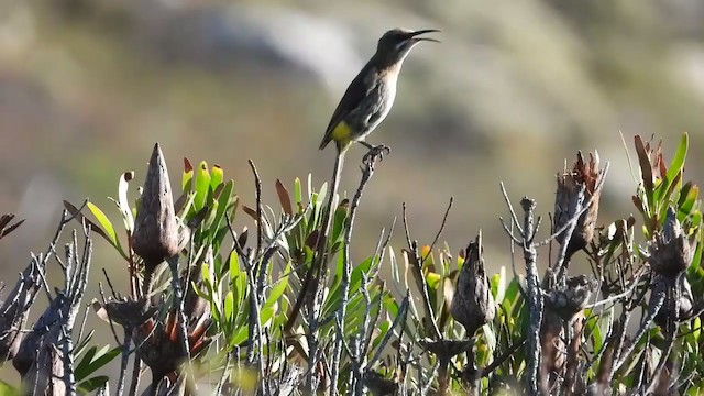 cukernatka kapská - ML338397721