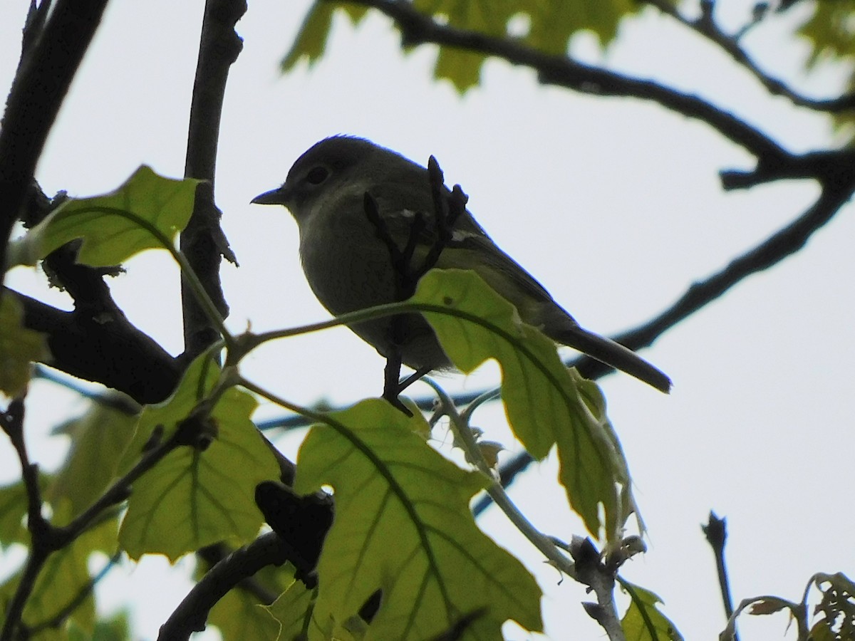 Vireo Solitario - ML338397921