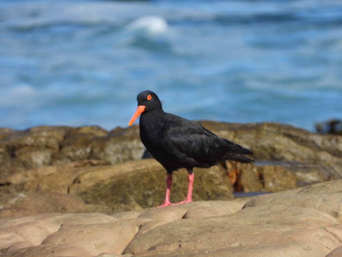 African Oystercatcher - GARY DOUGLAS