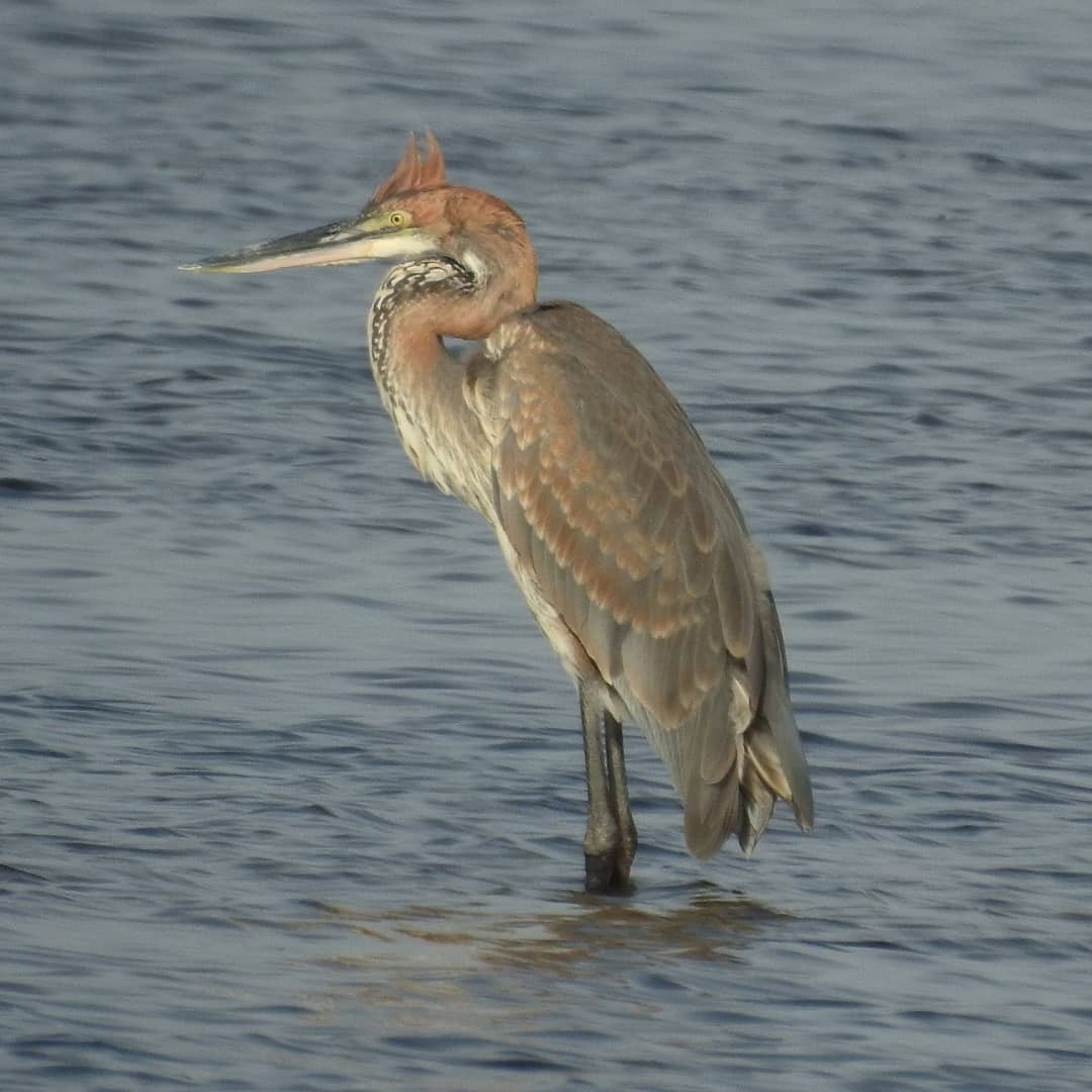 Goliath Heron - ML338400401