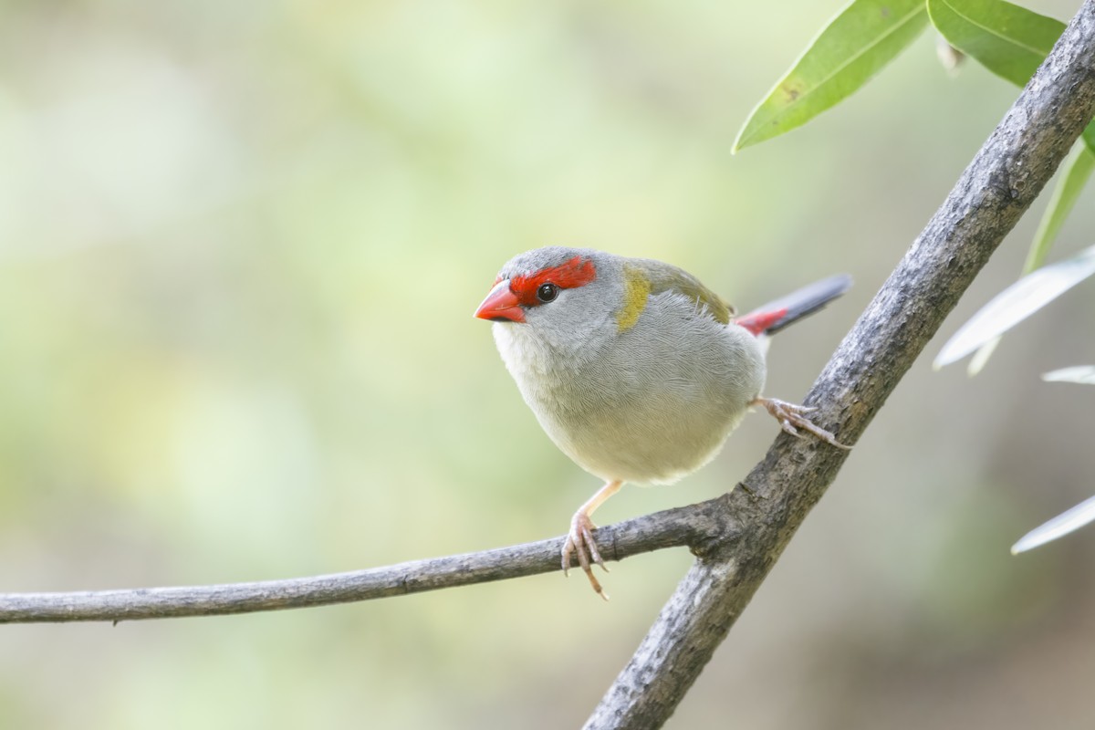 Red-browed Firetail - ML338401201