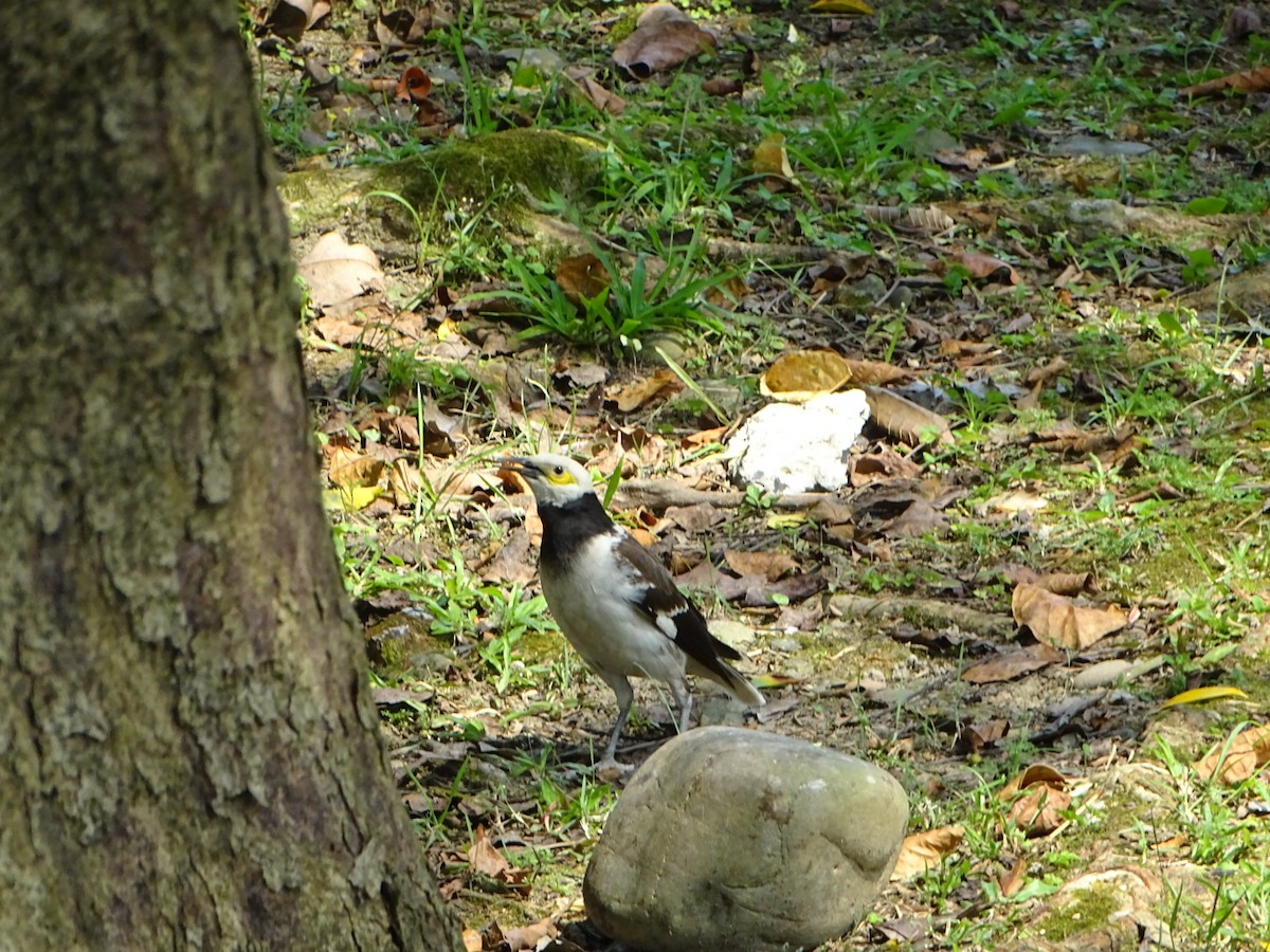 Black-collared Starling - ML338402121