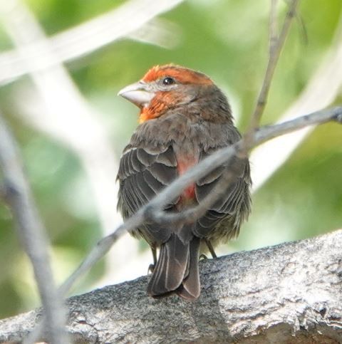 House Finch - ML338402541