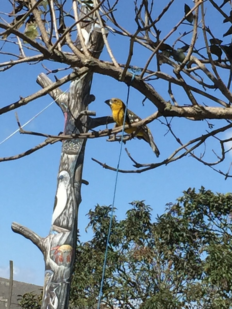 Golden Grosbeak - Shyla Luna