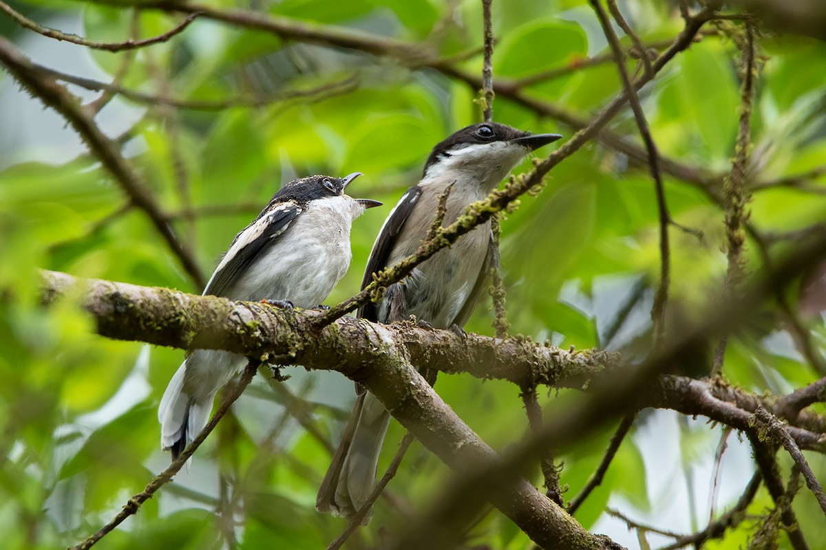 Bar-winged Flycatcher-shrike - ML338404941