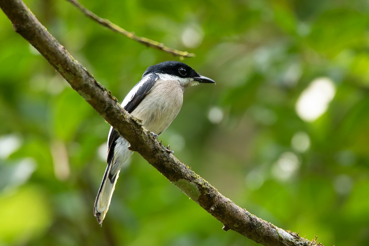 Bar-winged Flycatcher-shrike - Ayuwat Jearwattanakanok