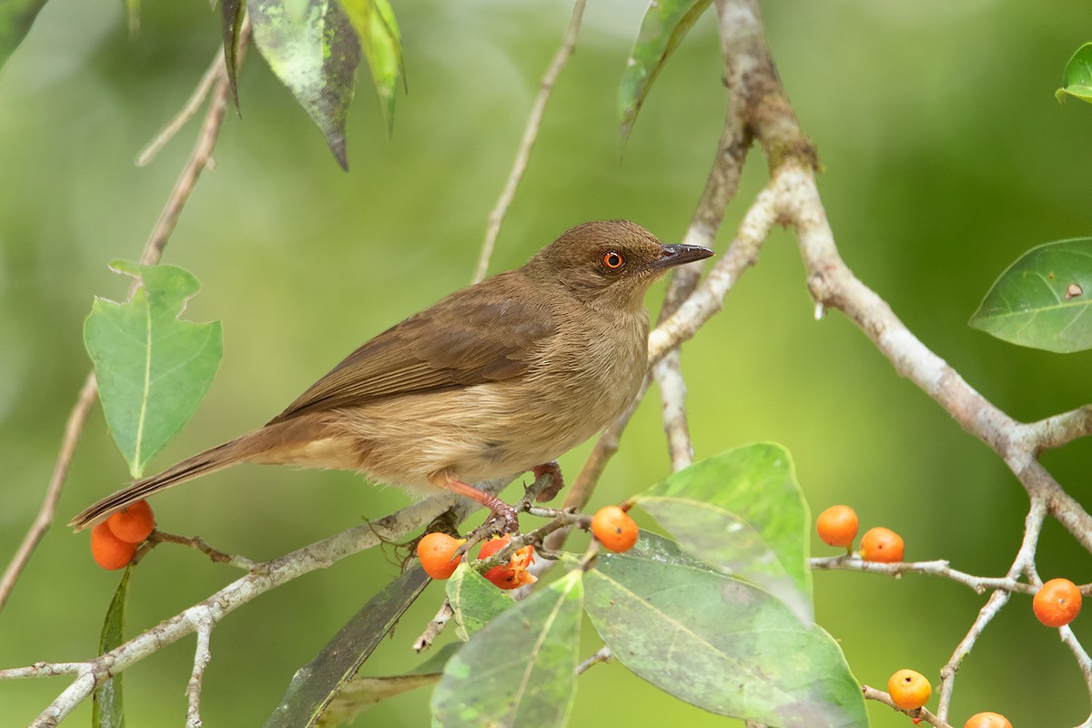 Red-eyed Bulbul - Ayuwat Jearwattanakanok