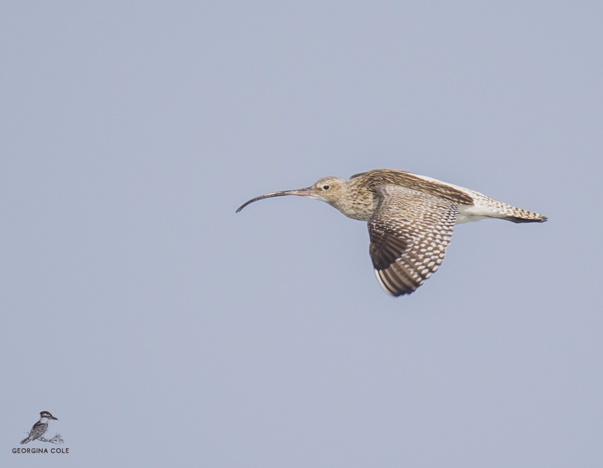 Eurasian Curlew - Georgina Cole