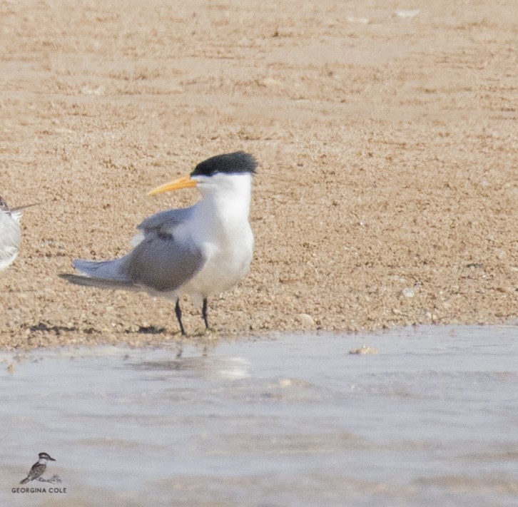 Lesser Crested Tern - Georgina Cole