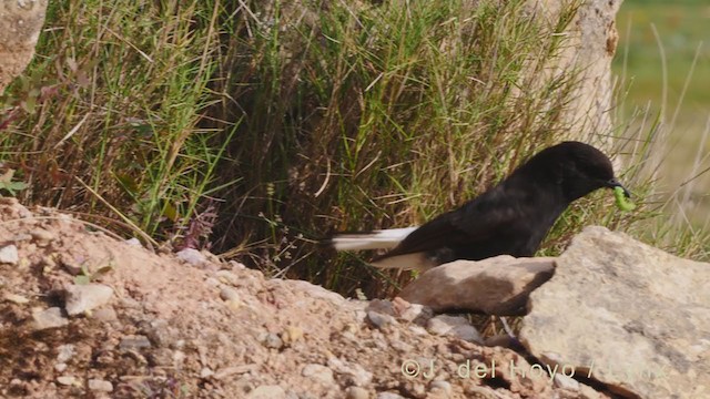 Black Wheatear - ML338406551