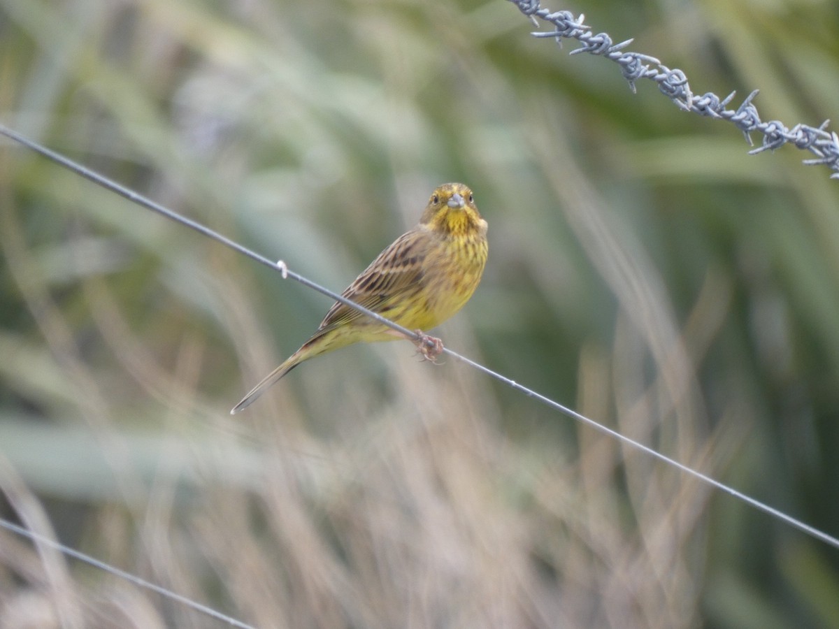 Yellowhammer - ML338407671