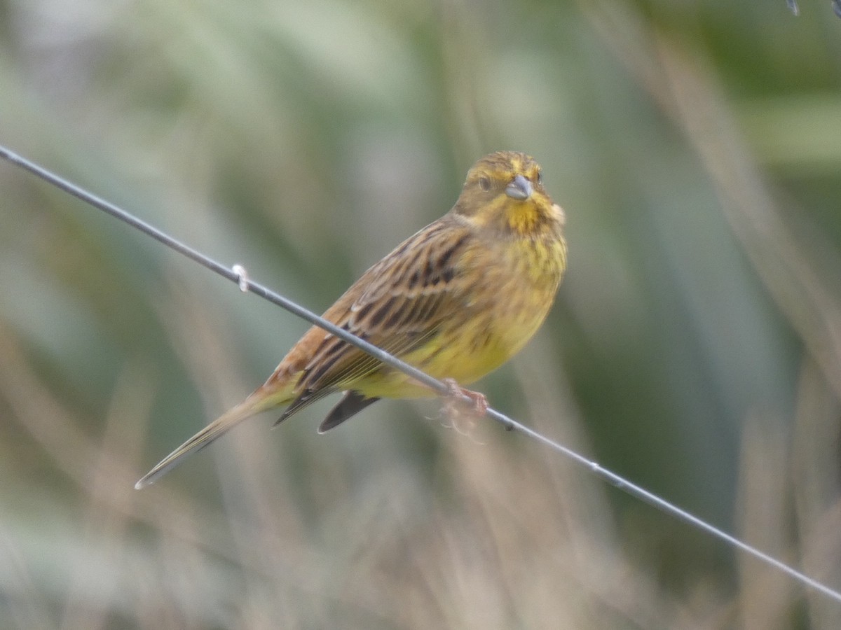 Yellowhammer - ML338407681