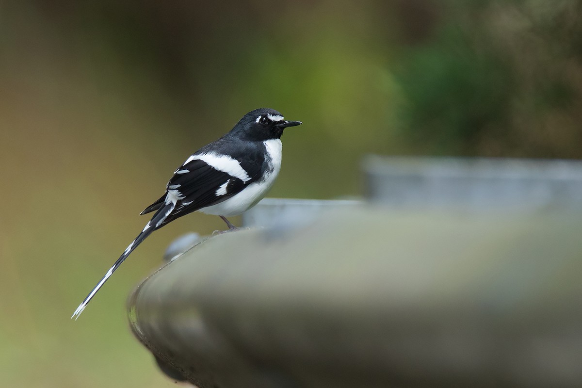 Slaty-backed Forktail - ML338408231