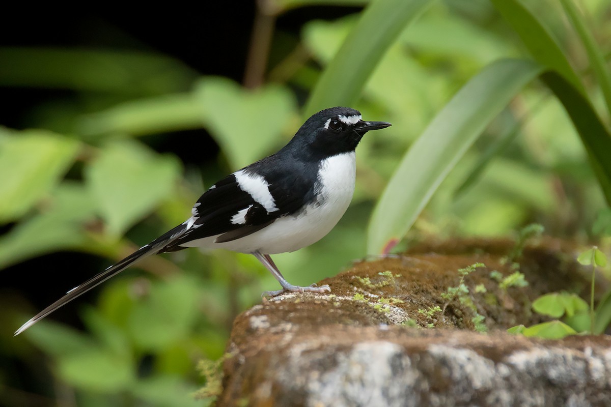 Slaty-backed Forktail - ML338408251