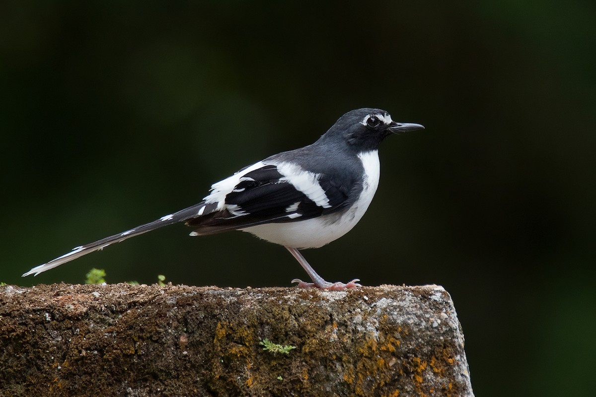 Slaty-backed Forktail - Ayuwat Jearwattanakanok