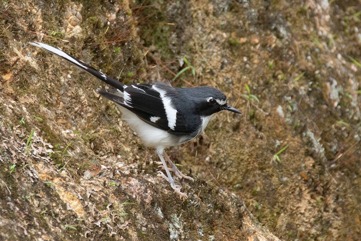 Slaty-backed Forktail - ML338408281