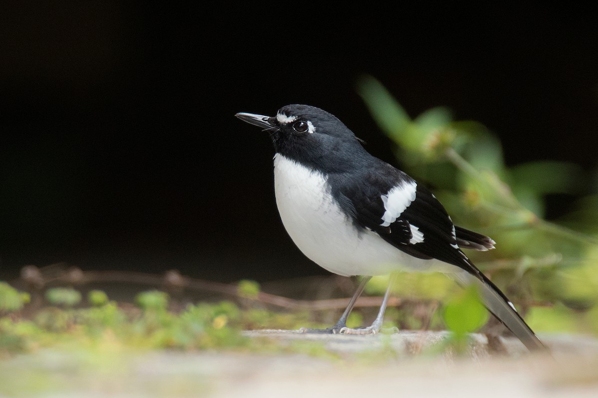 Slaty-backed Forktail - Ayuwat Jearwattanakanok