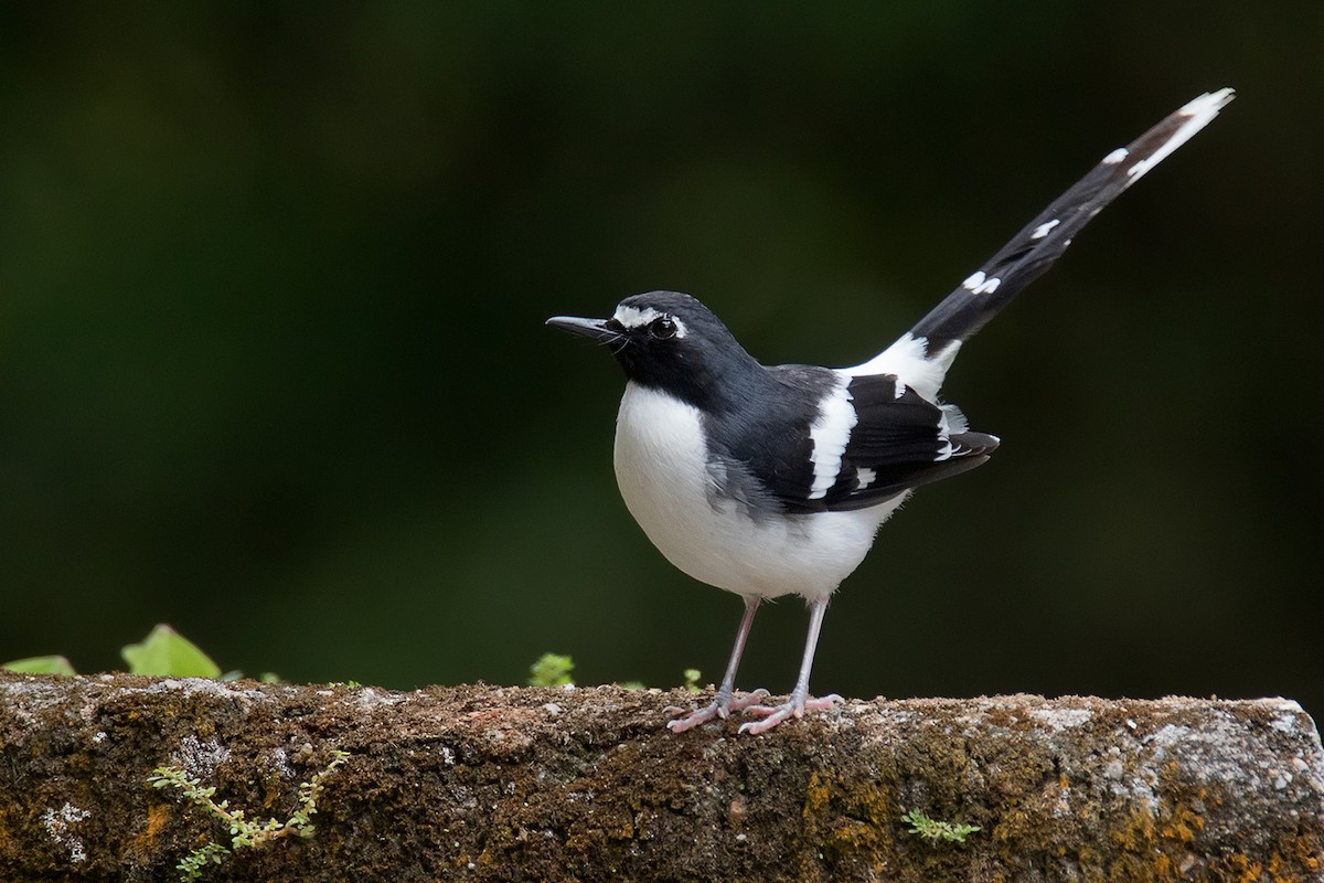 Slaty-backed Forktail - Ayuwat Jearwattanakanok