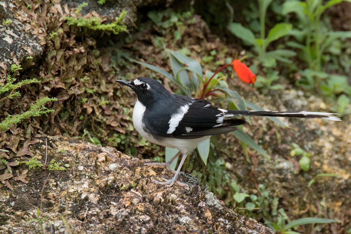 Slaty-backed Forktail - ML338408321