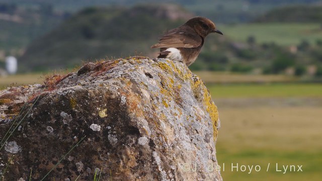 Black Wheatear - ML338408361