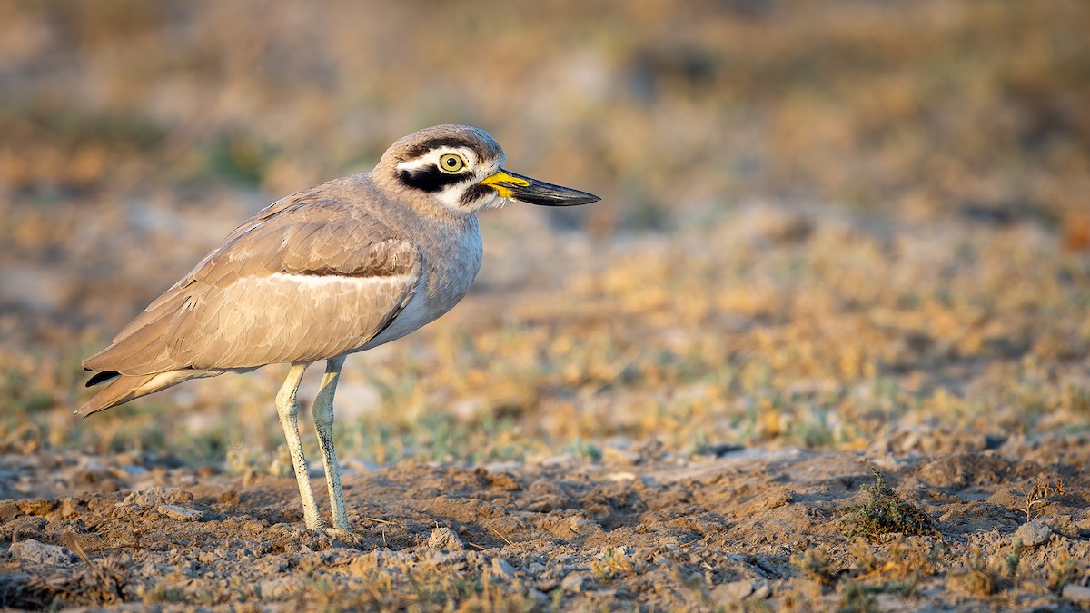 Great Thick-knee - Raghavendra Mukundarao