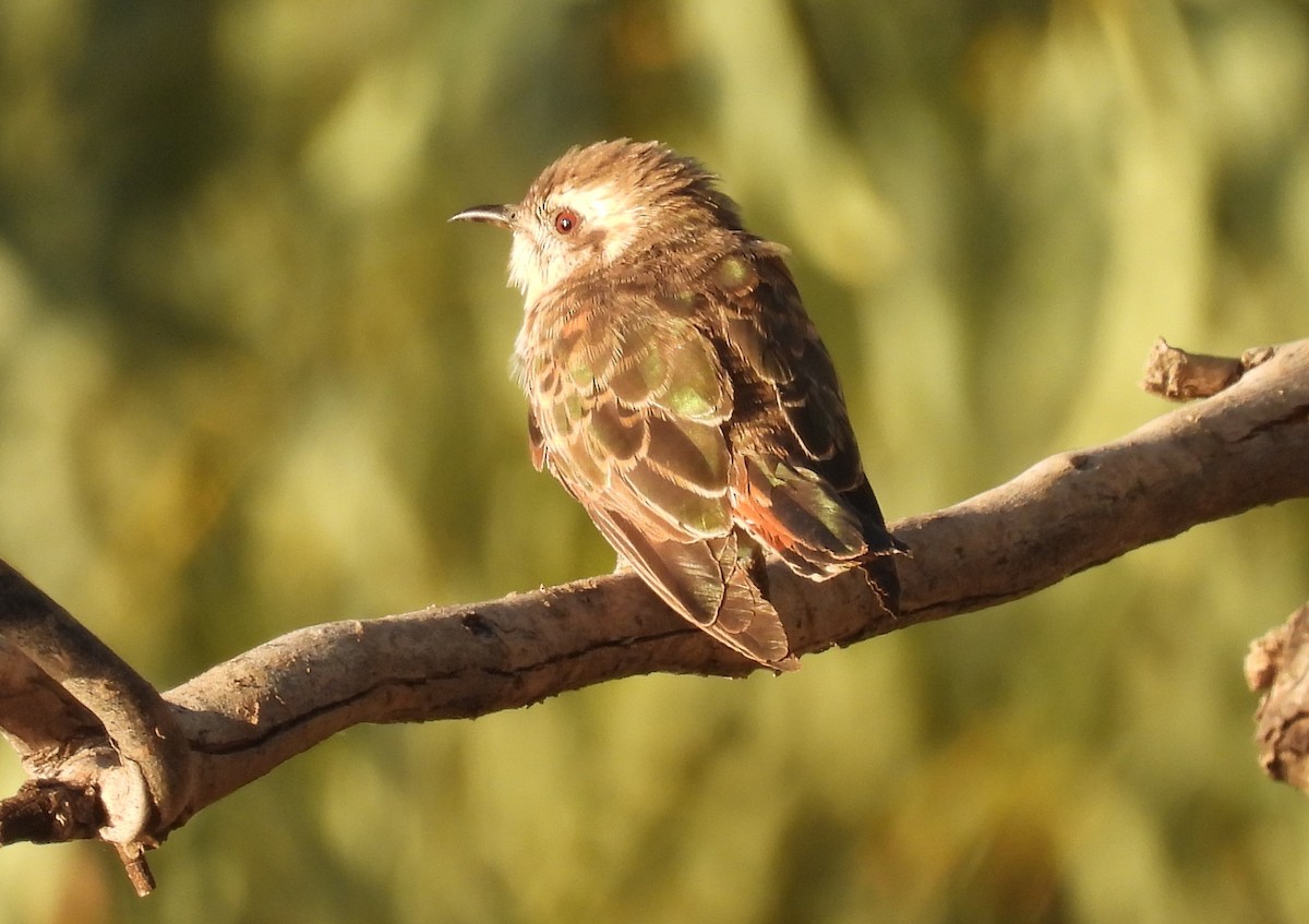 Horsfield's Bronze-Cuckoo - ML338409101