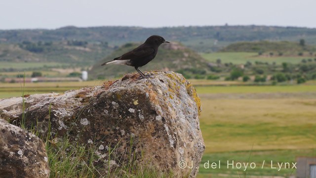 Black Wheatear - ML338409971