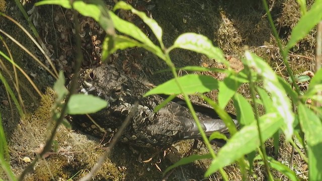 Gray Nightjar - ML338410811
