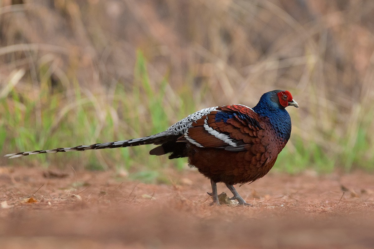 Mrs. Hume's Pheasant - ML338411851