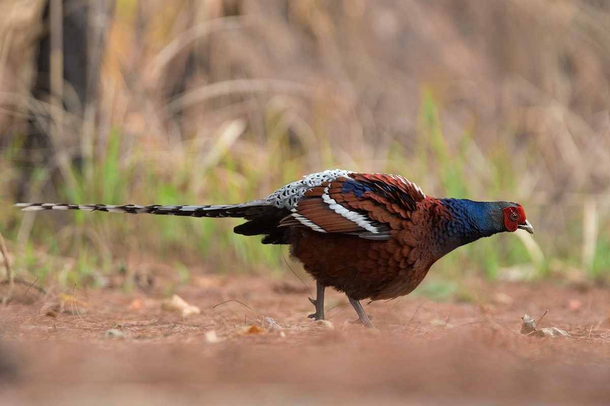 Mrs. Hume's Pheasant - ML338411861