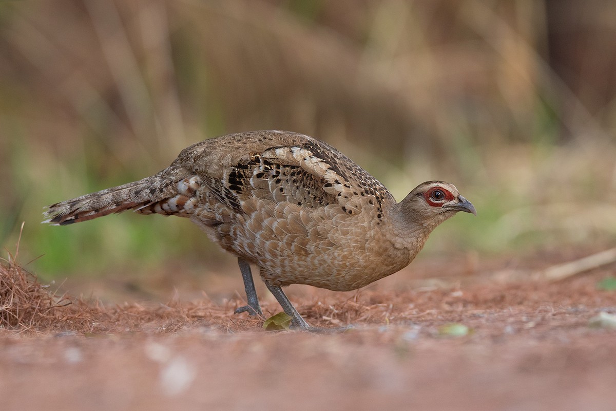 Mrs. Hume's Pheasant - Ayuwat Jearwattanakanok