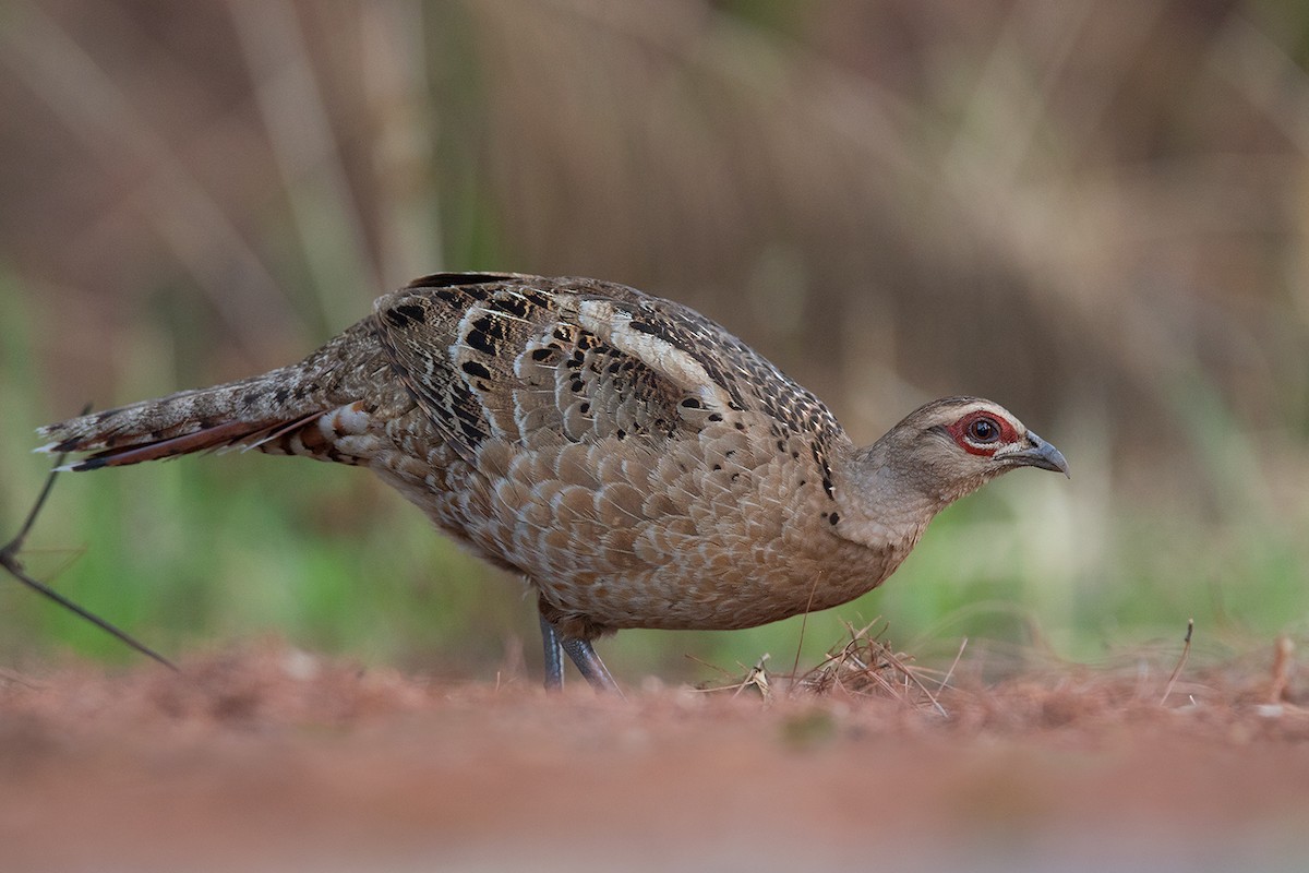 Mrs. Hume's Pheasant - ML338411881