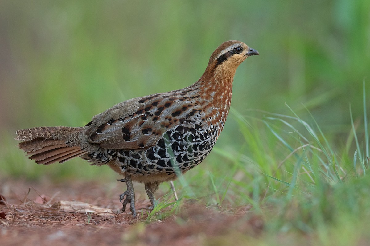 Mountain Bamboo-Partridge - ML338411941