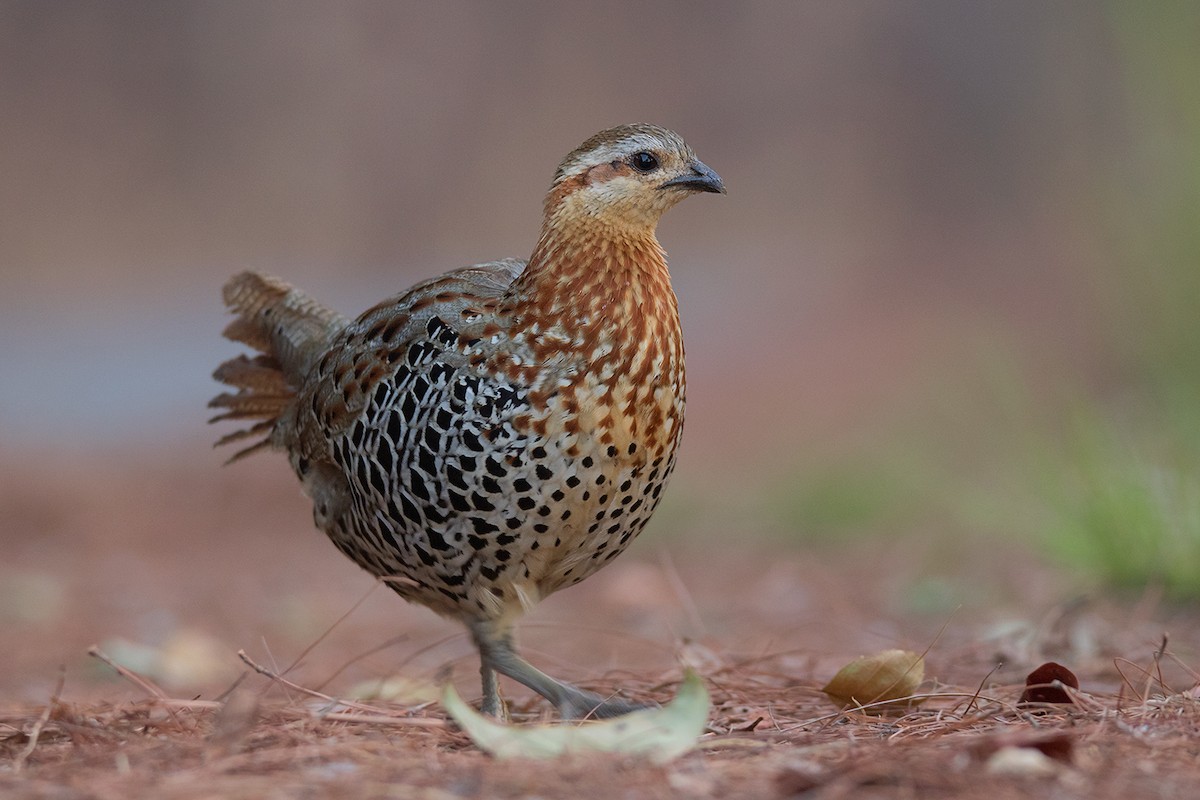 Mountain Bamboo-Partridge - ML338411951