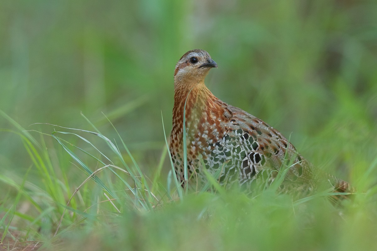 Mountain Bamboo-Partridge - ML338411961